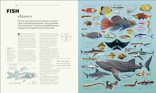 Knowledge A Visual Compendium: Making Sense of our World - Retail Maharaj