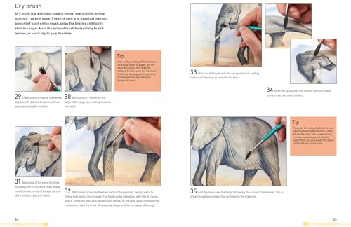 Watercolour Animals for the Absolute Beginner (ABSOLUTE BEGINNER ART) - Retail Maharaj