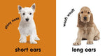 Baby Touch and Feel: Puppies - Retail Maharaj