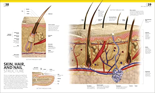 The Complete Human Body: The Definitive Visual Guide - Retail Maharaj