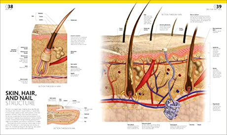 The Complete Human Body: The Definitive Visual Guide - Retail Maharaj