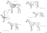 Drawing Nature: A Complete Guide (Art of Drawing) - Retail Maharaj