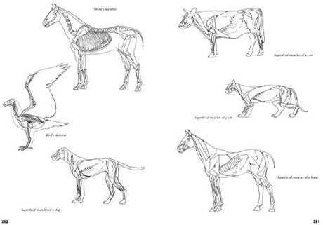 Drawing Nature: A Complete Guide (Art of Drawing) - Retail Maharaj