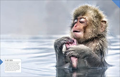 Born to be Wild: How Baby Animals Survive and Thrive - Retail Maharaj