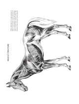 The Art of Animal Drawing: Construction, Action Analysis, Caricature - Retail Maharaj