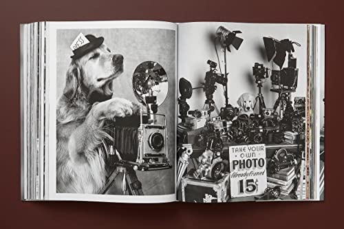The Golden Retriever Photographic Society - Retail Maharaj