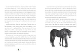 Black Beauty: A brand new retelling of the beloved classic, from the author of War Horse - Retail Maharaj