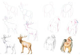 How to Draw: Mountain Animals: In Simple Steps - Retail Maharaj