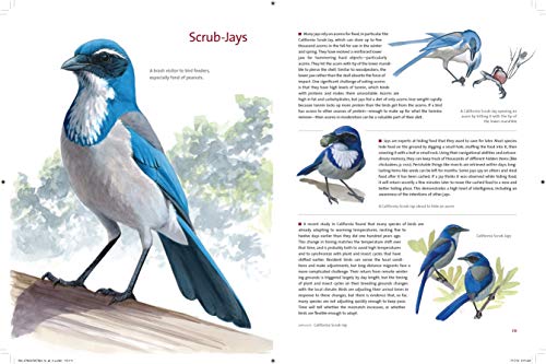 What It's Like to Be a Bird: From Flying to Nesting, Eating to Singing--What Birds Are Doing, and Why - Retail Maharaj