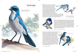 What It's Like to Be a Bird: From Flying to Nesting, Eating to Singing--What Birds Are Doing, and Why - Retail Maharaj