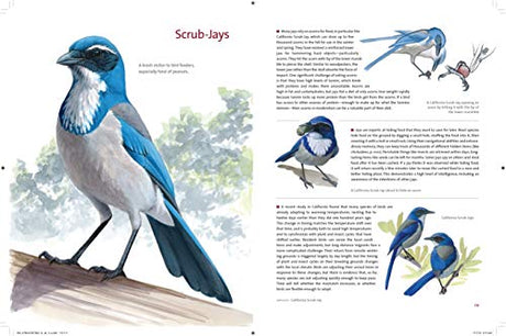 What It's Like to Be a Bird: From Flying to Nesting, Eating to Singing--What Birds Are Doing, and Why - Retail Maharaj