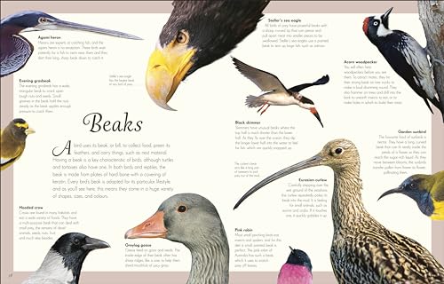 An Anthology of Exquisite Birds - Retail Maharaj
