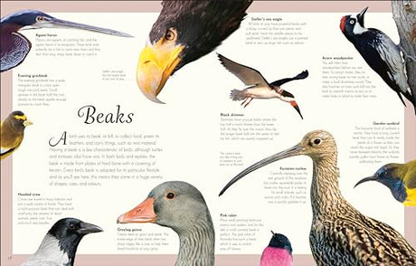 An Anthology of Exquisite Birds - Retail Maharaj