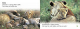 Big Cat Babies: Band 05/Green (Collins Big Cat) - Retail Maharaj