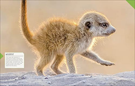 Born to be Wild: How Baby Animals Survive and Thrive - Retail Maharaj
