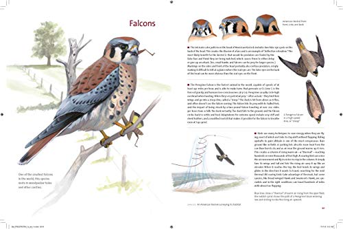 What It's Like to Be a Bird: From Flying to Nesting, Eating to Singing--What Birds Are Doing, and Why - Retail Maharaj
