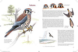 What It's Like to Be a Bird: From Flying to Nesting, Eating to Singing--What Birds Are Doing, and Why - Retail Maharaj