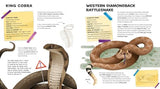 The Amazing Catalog of Weirdest Reptiles - Retail Maharaj