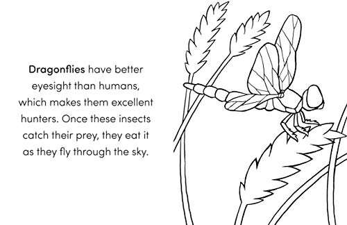 Bug Book for Kids: Coloring Fun and Awesome Facts - Retail Maharaj