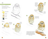 Paint 50: Watercolour Animals: From basic shapes to amazing paintings in super-easy steps - Retail Maharaj