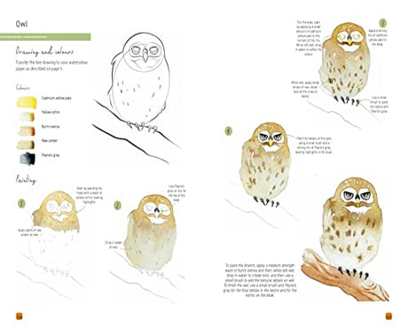 Paint 50: Watercolour Animals: From basic shapes to amazing paintings in super-easy steps - Retail Maharaj