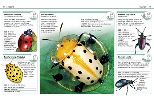 Pocket Eyewitness Insects - Retail Maharaj