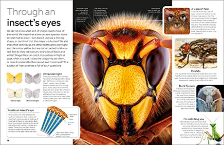 Insect - Retail Maharaj