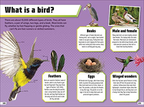 Animal Ultimate Handbook: The Need-to-Know Facts and Stats on More Than 200 Animals - Retail Maharaj