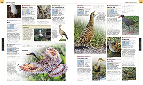 Bird: The Definitive Visual Guide - Retail Maharaj
