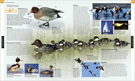 Bird: The Definitive Visual Guide - Retail Maharaj