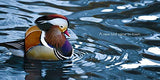 The Tale of the Mandarin Duck: A Modern Fable - Retail Maharaj