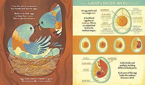 What's Inside A Bird's Nest?: And Other Questions About Nature & Life Cycles - Retail Maharaj
