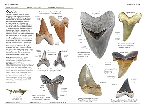 Fossils (DK Handbooks) - Retail Maharaj