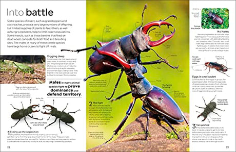 Insect - Retail Maharaj
