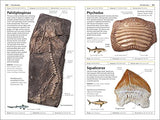 Fossils (DK Handbooks) - Retail Maharaj