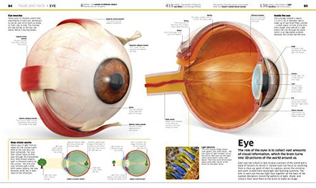 Knowledge Encyclopedia: Human Body!: Your Amazing Body As You've Never Seen It Before - Retail Maharaj