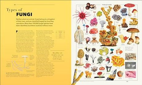 Knowledge A Visual Compendium: Making Sense of our World - Retail Maharaj