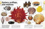 Our World in Pictures: The Rock and Gem Book - Retail Maharaj