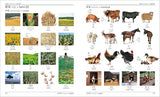 Japanese English Bilingual Visual Dictionary - Retail Maharaj