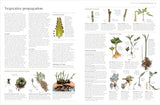 RHS Propagating Plants: How to Grow Plants for Free - Retail Maharaj
