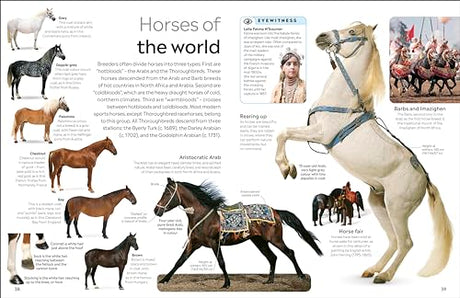 Horse - Retail Maharaj