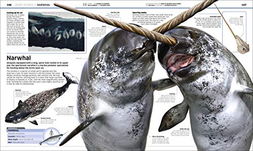 Knowledge Encyclopedia: Ocean! Our Watery World As You've Never Seen It Before - Retail Maharaj