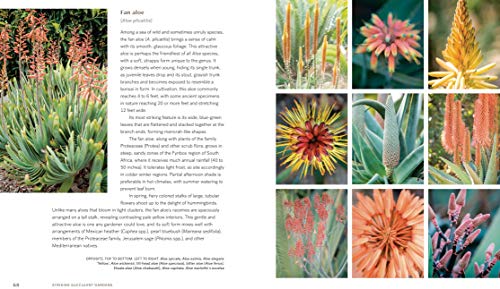 Striking Succulent Gardens: Plants and Plans for Designing Your Low-Maintenance Landscape [A Gardening Book] - Retail Maharaj