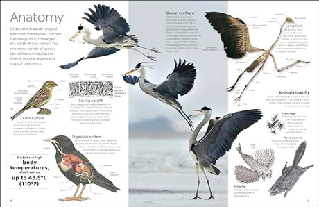 Bird (DK Eyewitness) - Retail Maharaj