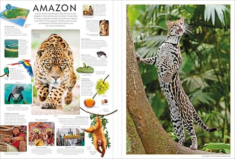 Eyewitness Encyclopedia Poster Book: More Than 30 Reversible Tear-Out Posters (DK Eyewitness) - Retail Maharaj