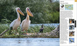 Bird: The Definitive Visual Guide - Retail Maharaj