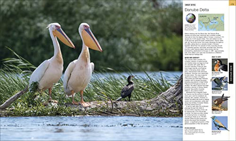 Bird: The Definitive Visual Guide - Retail Maharaj