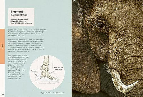 Ben Rothery's Weird and Wonderful Animals - Retail Maharaj
