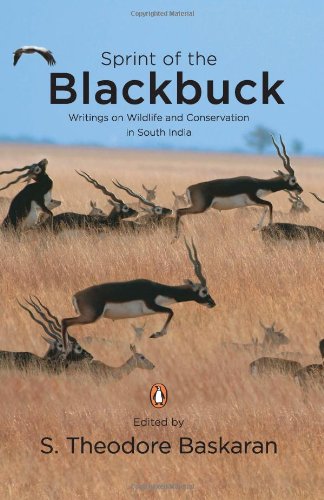 Sprint of The Blackbuck - Retail Maharaj