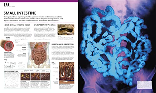 The Complete Human Body: The Definitive Visual Guide - Retail Maharaj